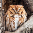 icyowl avatar