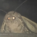 identifying-moths-in-posts avatar