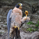 idiots-on-the-moon avatar