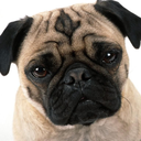 idiotsniffingdog avatar