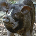 idkiguessiamatable avatar