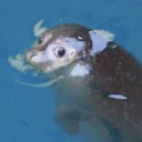 idledays-snowinter avatar