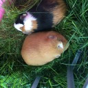 idontliketomatoesleavemealone avatar