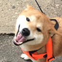 idreamedwedbetogether avatar