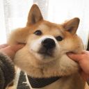 idreamofshibas avatar
