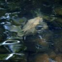 if-underourskins avatar