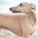 iggyitalia-blog avatar