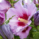 ignoranceishibiscus avatar