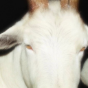 ihave1braincell avatar