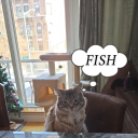 ilaughatallthestupidthings avatar