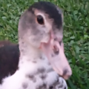 ilikemegaraptors avatar