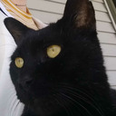 illattraction avatar