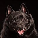 iloveblackdogs avatar