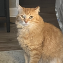 im-cool-i-guess avatar