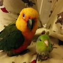 im-grace-the-parrotlet avatar