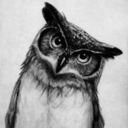 imaginesbyanowl avatar