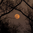 imaginingmoonlight avatar