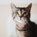 imnotevenkitten avatar