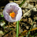 impishlyimpulsive avatar