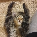 important-kitten avatar