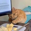 importantcatpics avatar