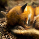 impossiblytired avatar