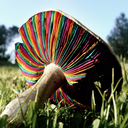 improbable-rainbows avatar