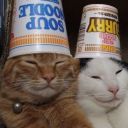 in-a-fever-dream avatar