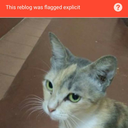 incomprehensible-hogwash avatar