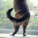 inconsistentoverachiever avatar