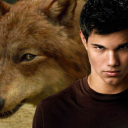 incorrect-wolf-pack avatar