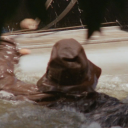 indianajonessadhats avatar