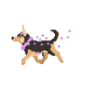 indie-pup avatar