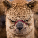 indignant-alpaca avatar