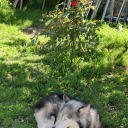 indigokitty13 avatar