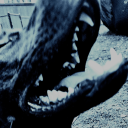 industerrieral avatar