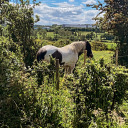 ineffableartt avatar