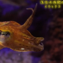 inelegantsquid avatar