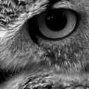 infernumetparadiso avatar