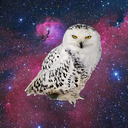 inhale-owls-blog avatar