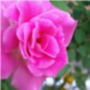 iniquity-incense avatar