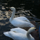 inlovewith-humanity avatar