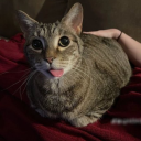 inlovewithalcinadimitrescu avatar