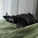 inmydefenestration avatar