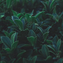 innocencereaches avatar