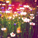 insanas-metades-blog avatar