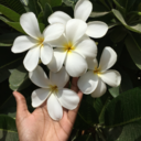 insanely-crazy-forever avatar