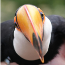 inscrutablyrenamed avatar