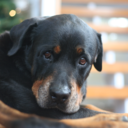 insearchoftotoro avatar