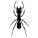 insectosmx avatar